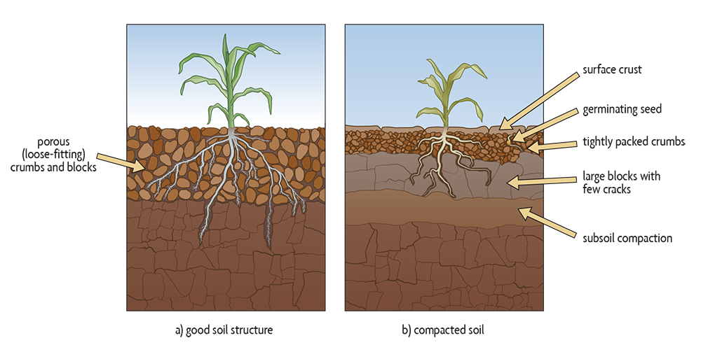 Plants growing in (a) soil with good tilth and (b) soil with all three types of compaction. Illustration by Vic Kulihin. Building Soils for Better Crops