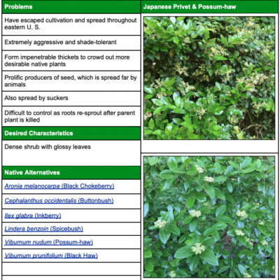 Invasive privet Fact Sheet Table