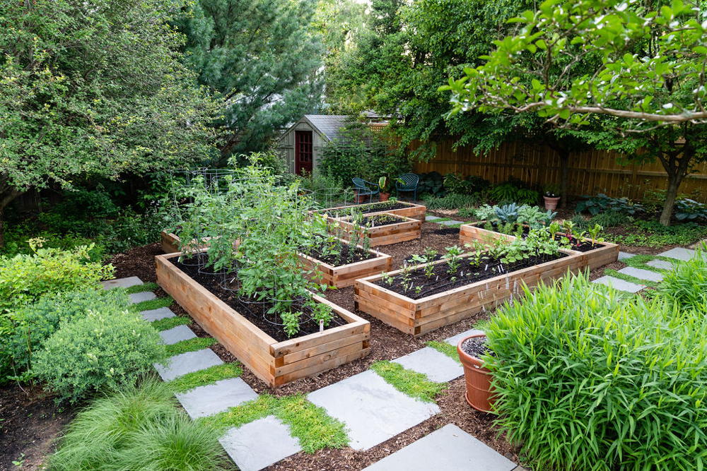 Garden 2020: Fourteen years later, the pines tower over the back fence, providing screening as well as a windbreak for the new vegetable garden