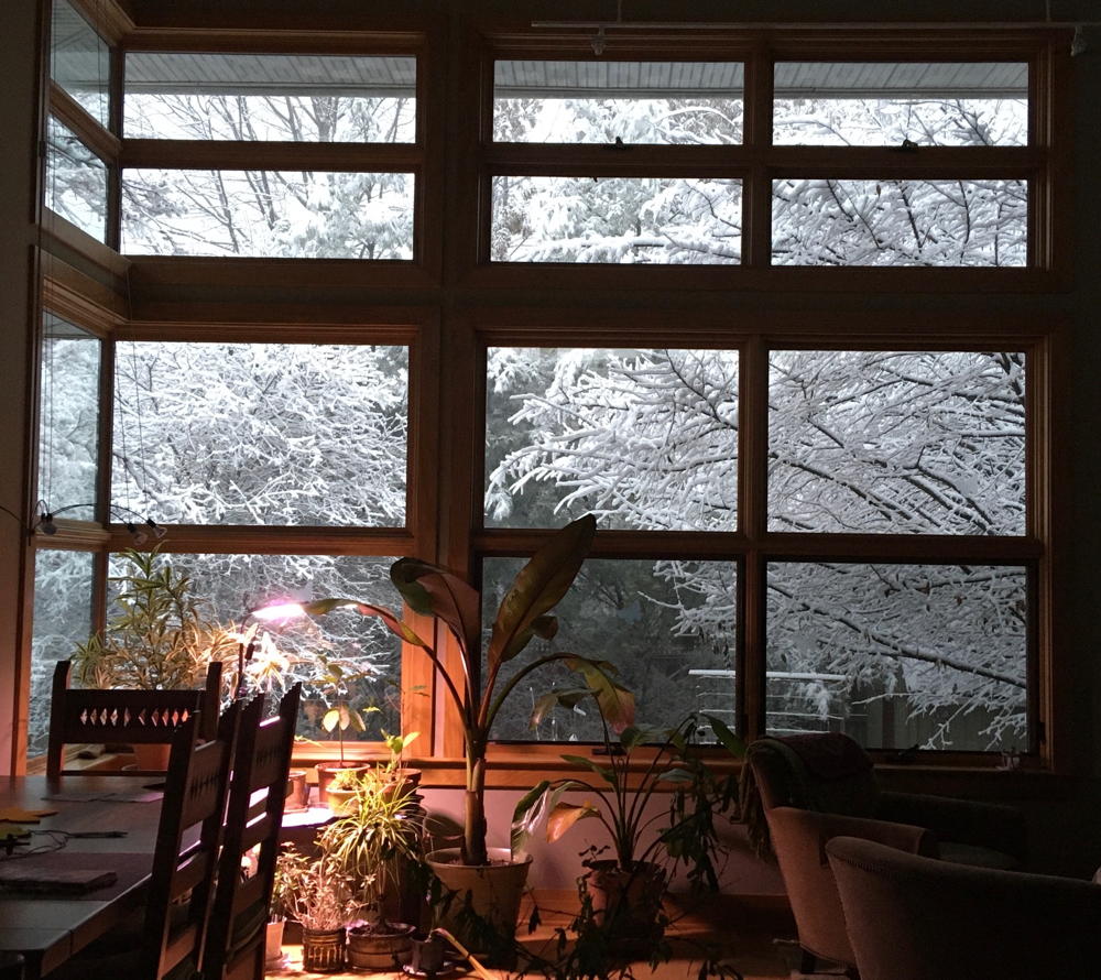 Snowstorm through the window: Early morning view of the garden after the storm