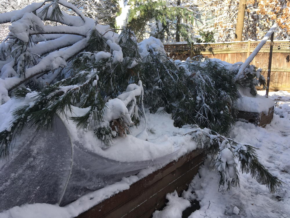 Despite the drama, the downing of the tree caused minor damage to the vegetable garden and other plants