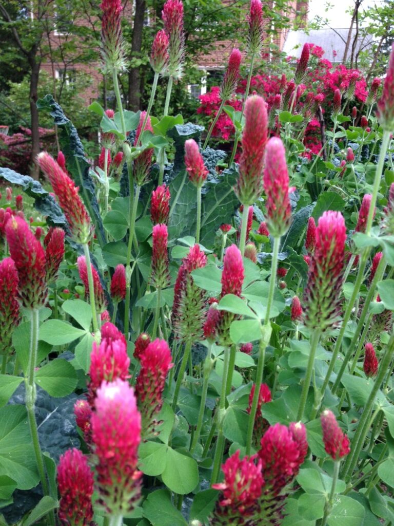 Crimson clover blooming in the spring.