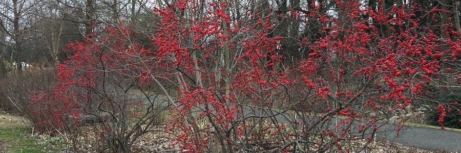 winterberry holly in winter