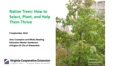Native Trees and Tree Care