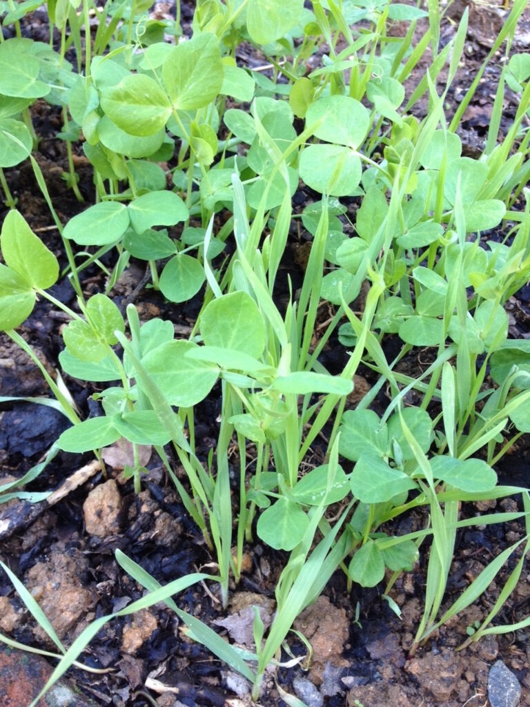 Peas and Oats growing together in the fall at the OVG.