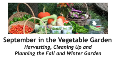 September in the Vegetable Garden Between the Rows Header