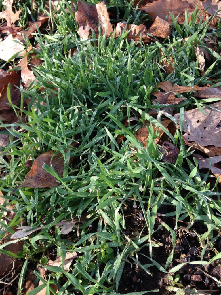 Winter Rye growing in Fall