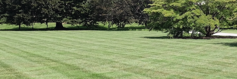turf grass lawn