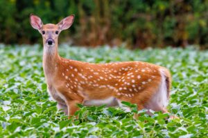 white tailed deer odocoileus virginianus fawn standing in a soybean field during summer in wisconsin