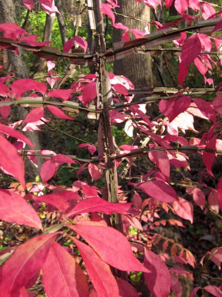 Alate branches of invasive Euonymus alatus (winged euonymus).