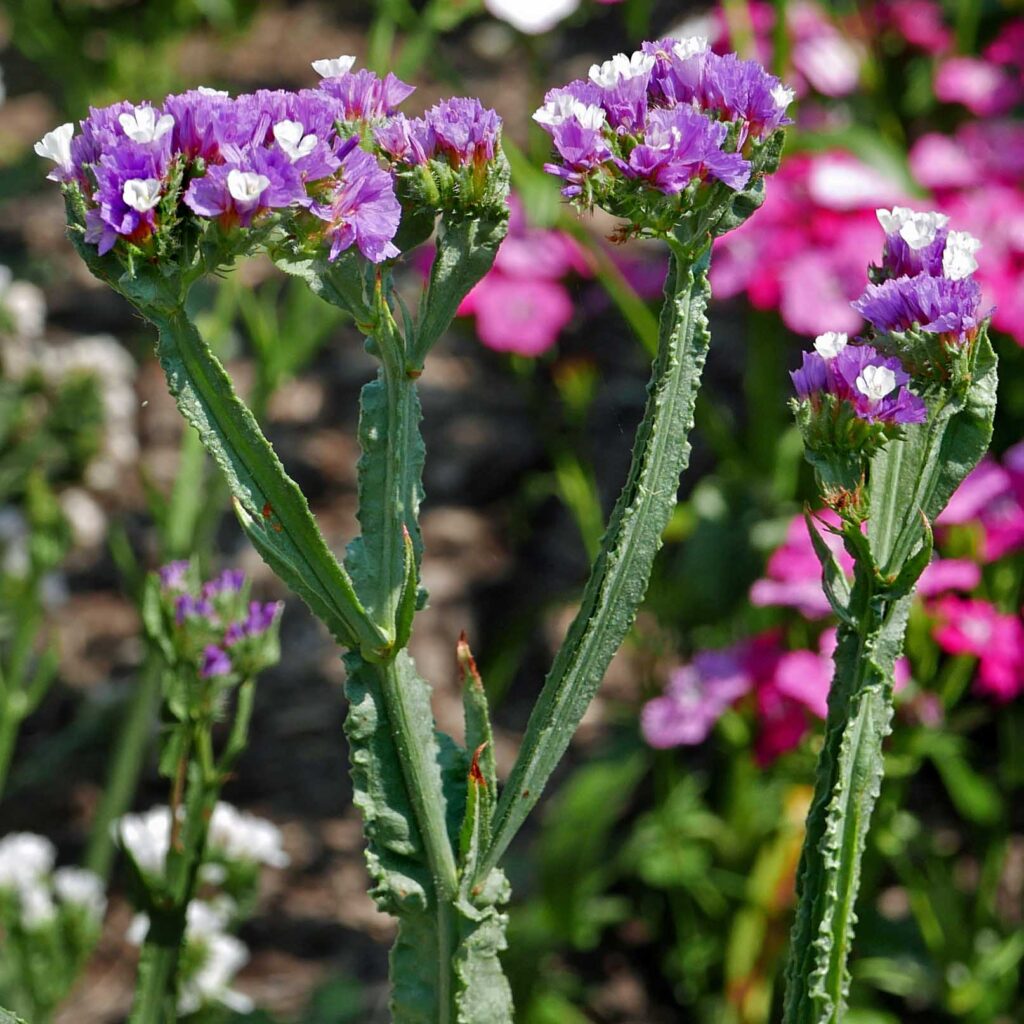 3-winged stems of annual Limonium sinuatum (statice).