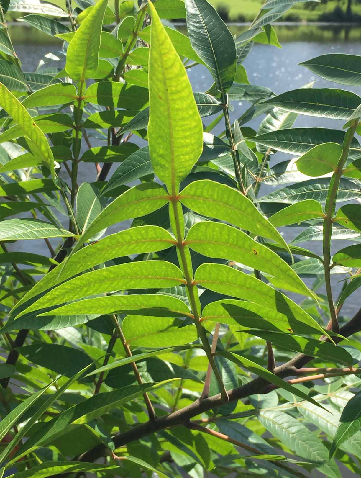 Rachises with wings between the leaflets of native Rhus copallinum (winged sumac).