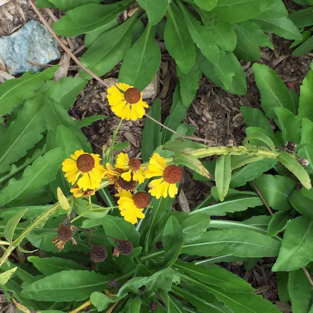 Wing-angled stems of native Helenium flexuosum (purple-headed sneezeweed).