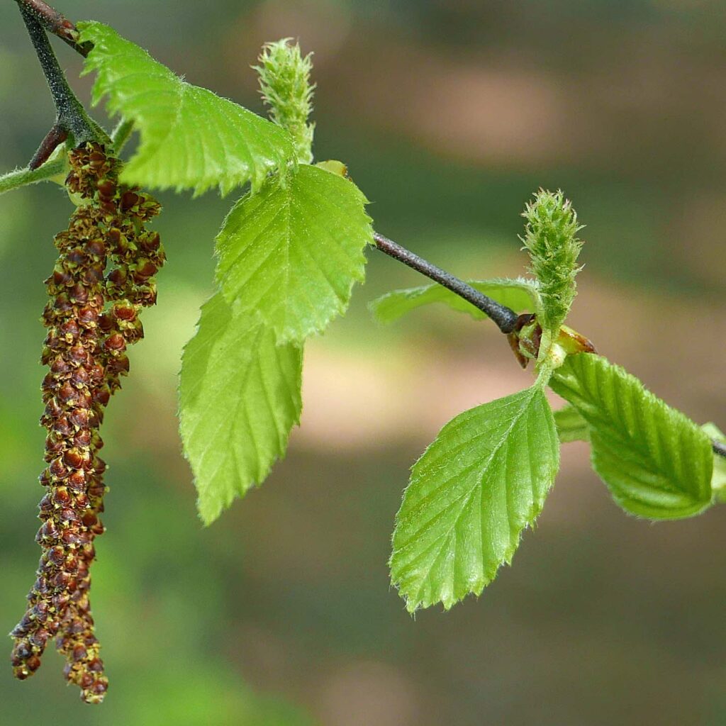The erect pistillate catkins of Betula nigra (river birch) have 1–3 flowers per bract. Male catkins are pendulous.
