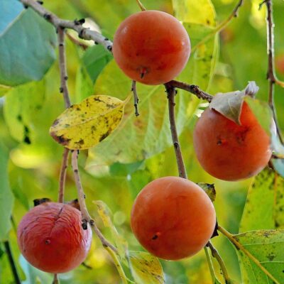 When ripe, Diospyros virginiana berries fall to the ground. Ripe persimmons are orange to reddish purple, very soft, often wrinkled, juicy, and very sweet.