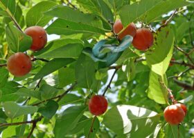 Ripening fruit (berry) of Diospyros virginiana (Common Persimmon) in October. Unripe persimmons are astringent and will make your mouth pucker.