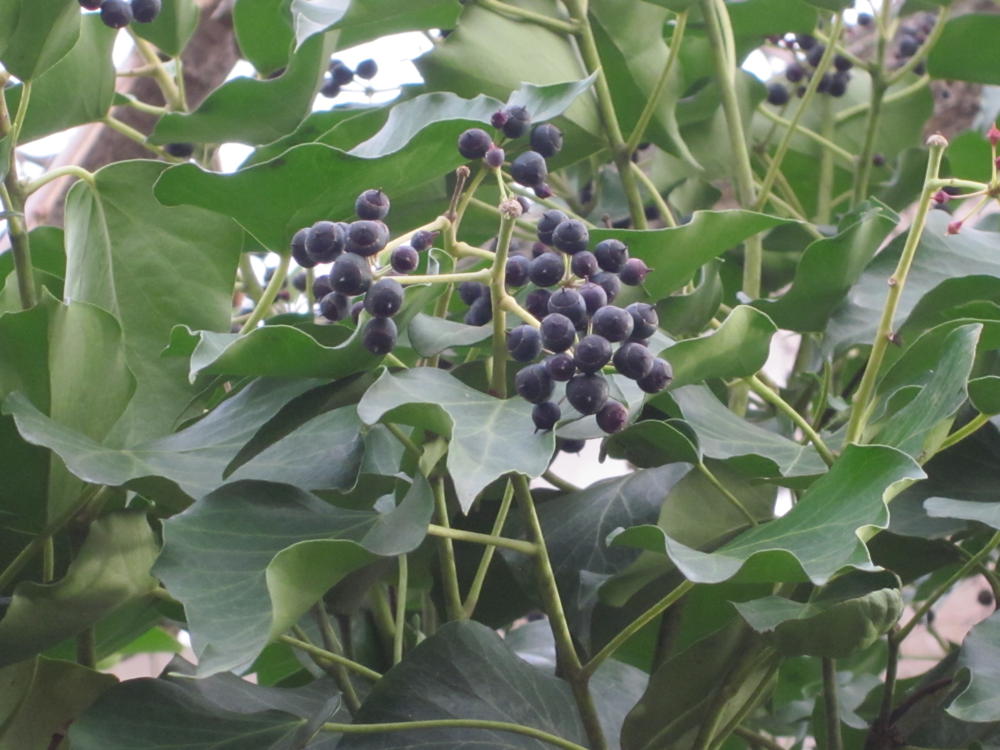 English ivy reaches maturity when it climbs trees, changing leaf shape and setting flowers which produce dark berries.