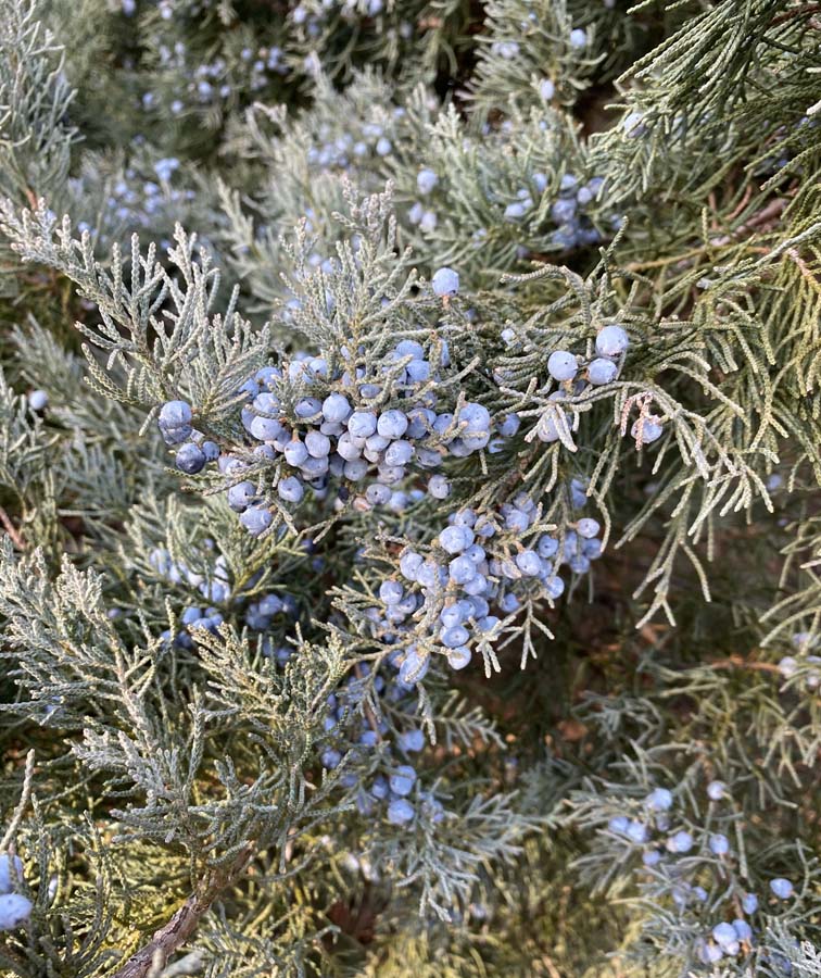 The soft mast of low-growing cultivar Juniperus virginiana (eastern redcedar) 'Grey Owl' provides winter food for birds in February.