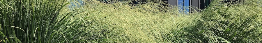 swath of grasses