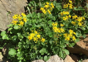Golden ragwort’s rapid spread and bonus yellow spring flowers make it an easy ivy replacement.