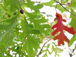 Trees normally bear fruit between 50 and 200 years old. Open grown trees may produce fruit as early as 20 years as did this young Quercus alba (white oak).