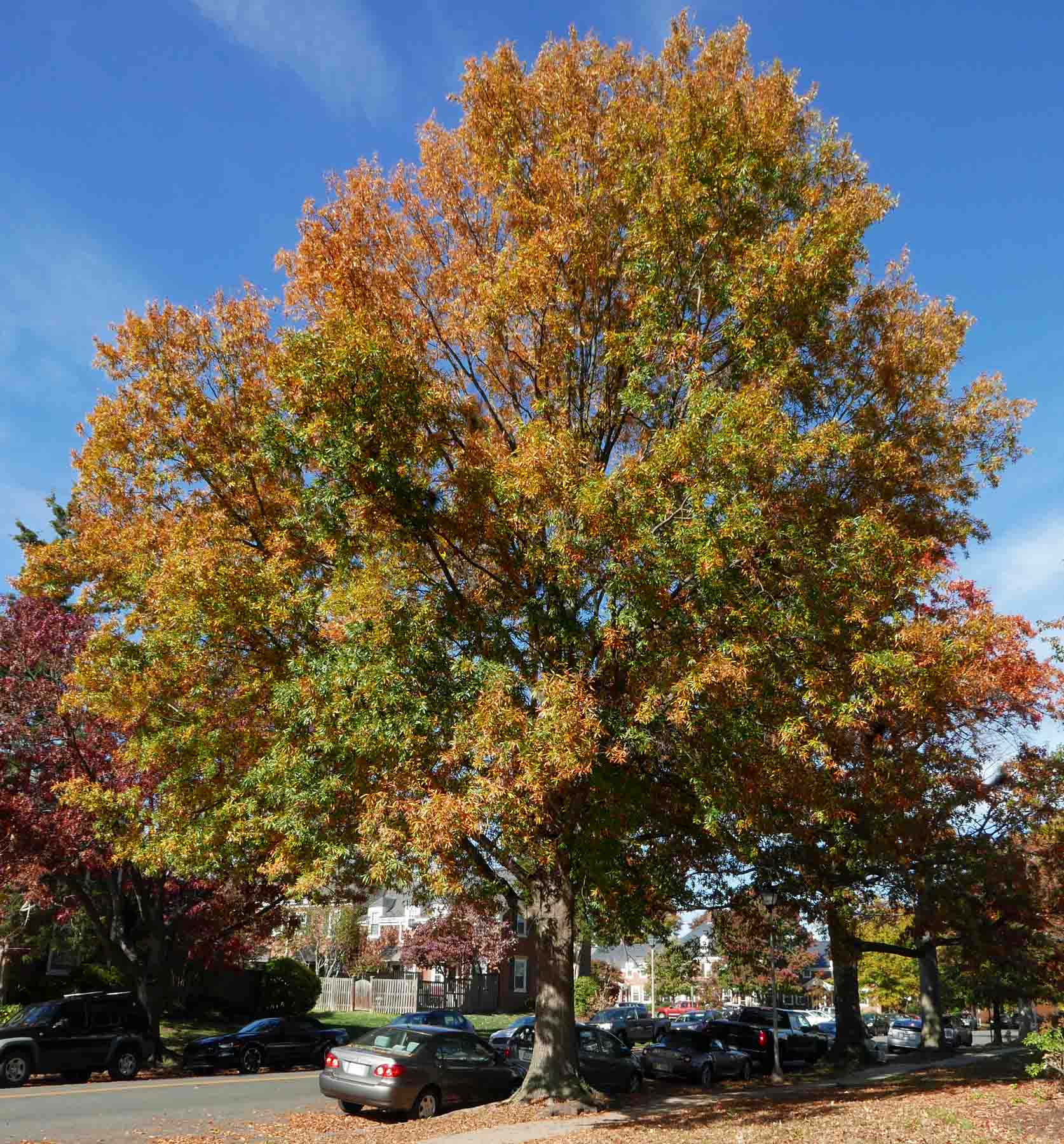 A large oak tree displaying vibrant autumn foliage in a residential area with parked cars along the street.