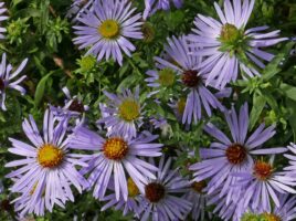 Composite flowers of Symphyotrichum oblongifolium (Aromatic Aster) with 20–35 blue to purple rays surrounding yellow to amber disks that mature to red-purple in October.