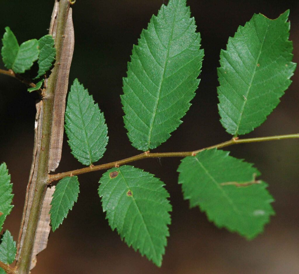 Alate branch of native Ulmus alata (winged elm). Photo courtesy of Larry Allain, U.S. Geological Survey
