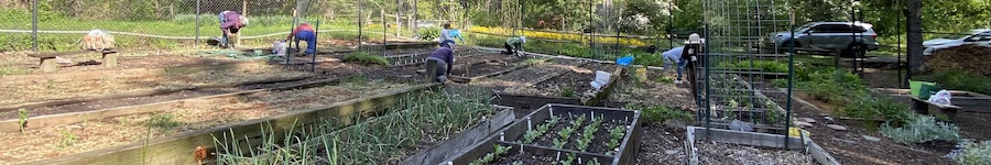 gardeners at work in the Organic Vegetable Garden