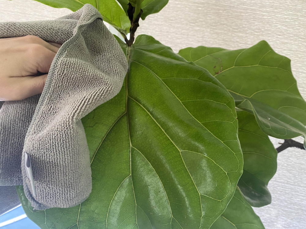 Dusting a leaf with a microfiber plant.