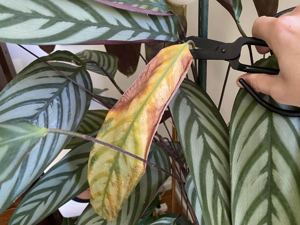 Prune off any yellowing or dead leaves.