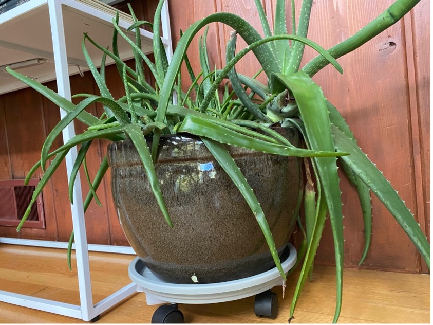 Rolling plant trays not only will help you move your plants 