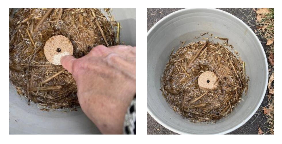 Mosquito dunk trap - pail with mosquito dunk and hay