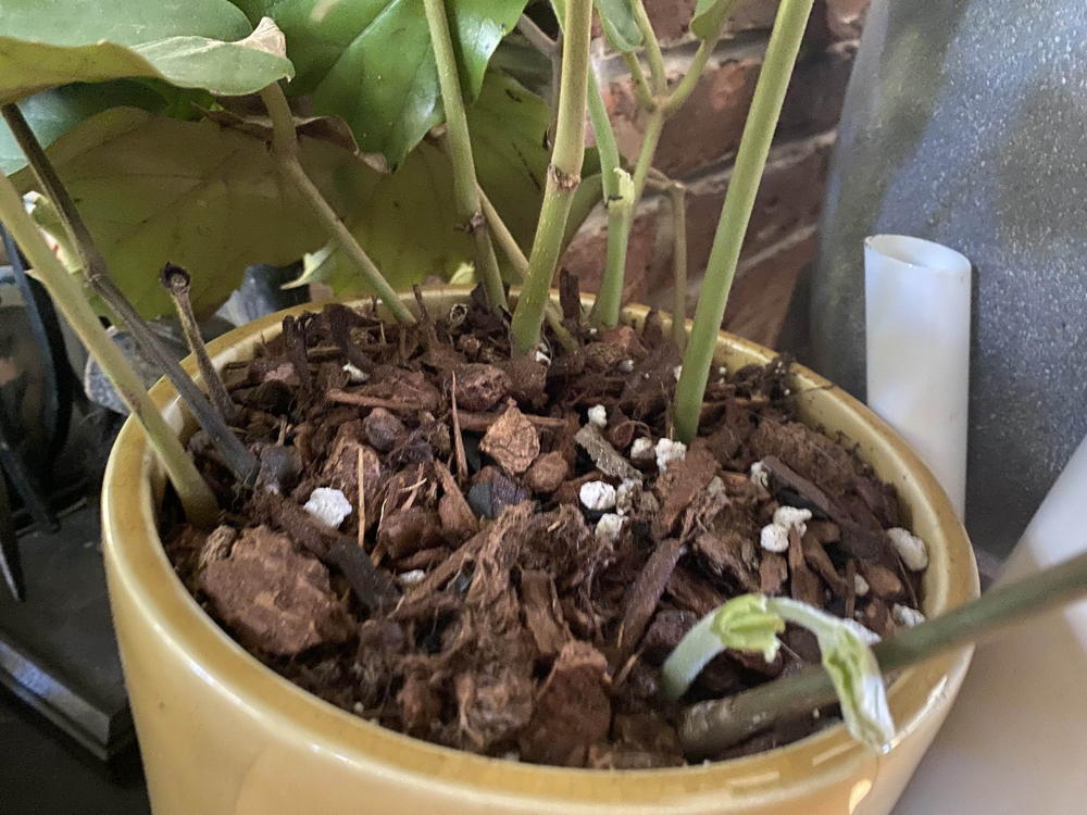 Mix up a fresh soil mixture to top dress your plants