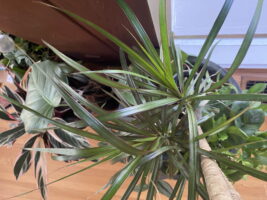 Time to bring the tropical houseplants in for the winter.