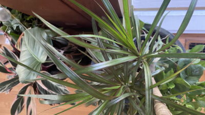 Time to bring the tropical houseplants in for the winter.