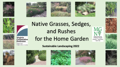 Native Grasses, Sedges, and Rushes for the Home Garden