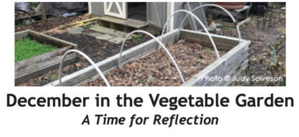 December in the Vegetable Garden Between the Rows Header