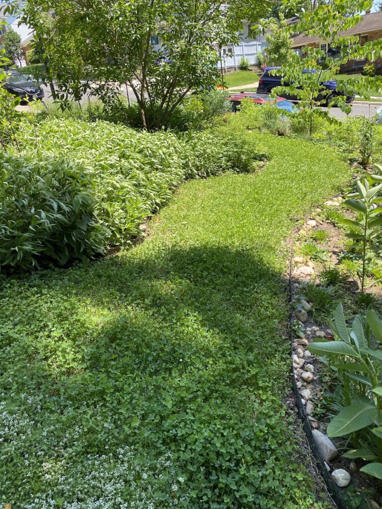 A local Master Gardener uses mini-clover as a lawn replacement.