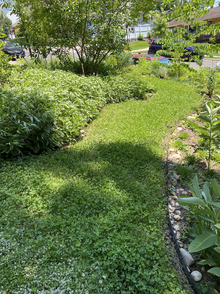 A local Master Gardener uses mini-clover as a lawn replacement.