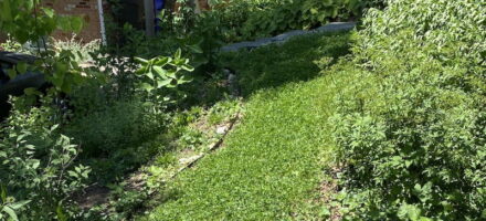 A local Master Gardener uses mini-clover as a lawn replacement.