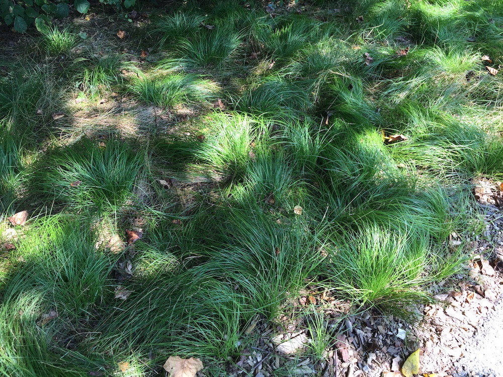 Native Pennsylvania sedge (Carex pensylvanica) can be used in dry shade where turf grass won't grow.