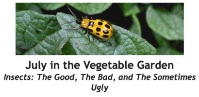 July in the Vegetable Garden Between the Rows