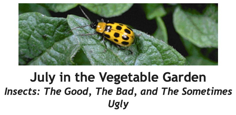 July in the Vegetable Garden Between the Rows