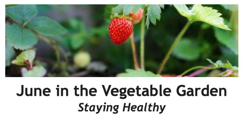 June in the Vegetable Garden: Staying Healthy