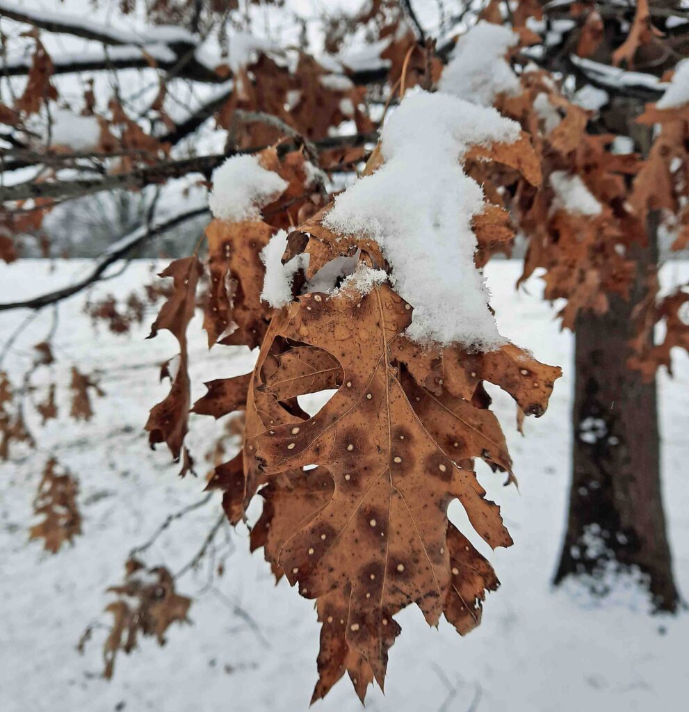 Quercus palustris (pin oak) leaves in January.