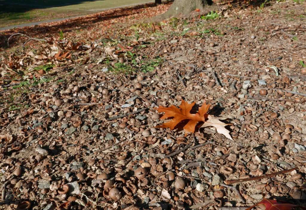 Quercus palustris (pin oak) hard mast covers the ground in October. 