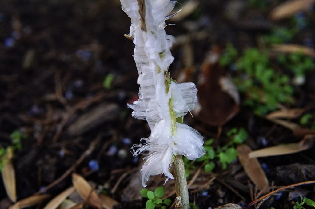 Ice crystals (crystallofolia) formed on the winged stems of Verbesina virginica (frostweed).