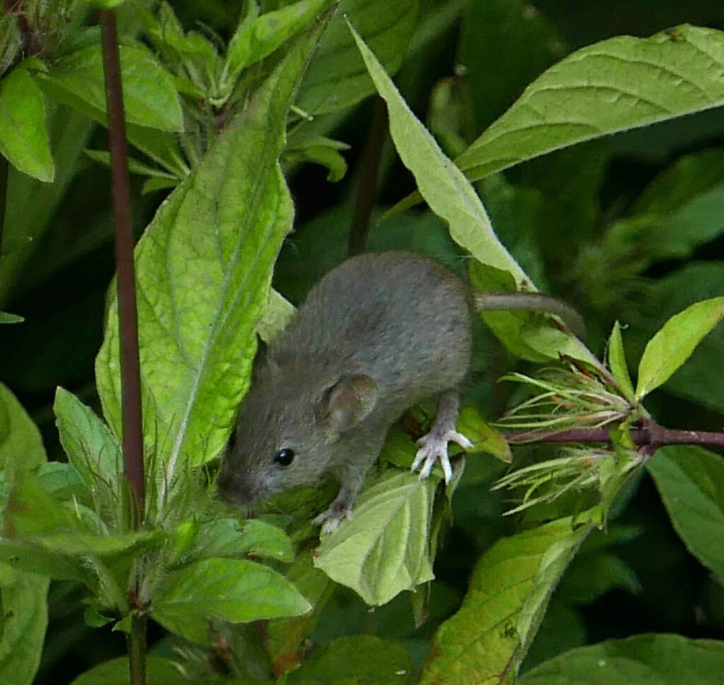 White-footed mouse. 