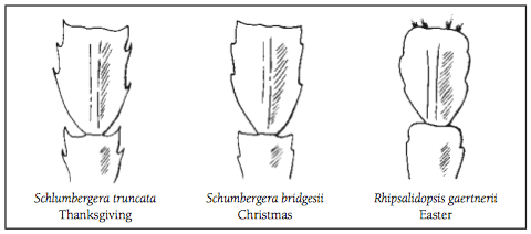 Christmas Cacti Chart